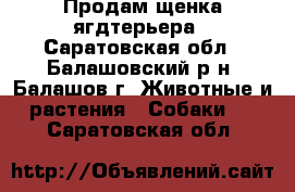 Продам щенка ягдтерьера - Саратовская обл., Балашовский р-н, Балашов г. Животные и растения » Собаки   . Саратовская обл.
